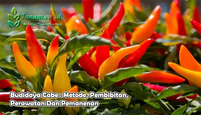 Budidaya Cabe : Metode, Pembibitan, Perawatan Dan Pemanenan