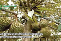 Budidaya Durian : Metode, Penanaman, Pemeliharan Dan Pemanenan