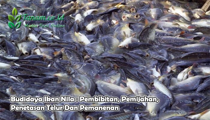 Budidaya Ikan Nila : Pembibitan, Pemijahan, Penetasan Telur Dan Pemanenan