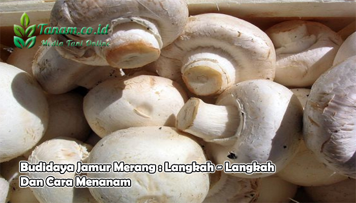 Budidaya Jamur  Merang  Langkah Langkah Dan Cara Menanam 