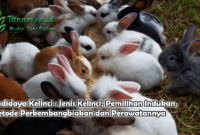 Budidaya Kelinci : Jenis Kelinci, Pemilihan Indukan, Metode Perkembangbiakan dan Perawatannya
