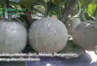 Budidaya Melon : Jenis, Metode, Penyemaian, Pemupukan Dan Panen
