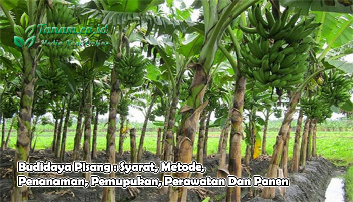 Budidaya Pisang : Syarat, Metode, Penanaman, Pemupukan, Perawatan Dan Panen