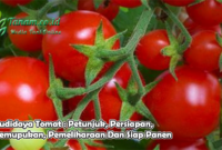 Budidaya Tomat : Petunjuk, Persiapan, Pemupukan, Pemeliharaan Dan Siap Panen