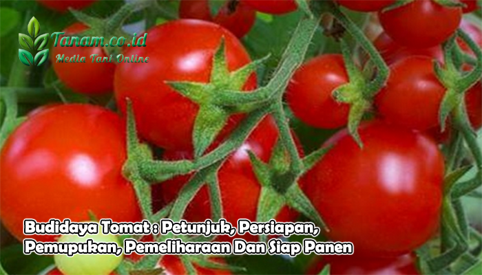 Budidaya Tomat : Petunjuk, Persiapan, Pemupukan, Pemeliharaan Dan Siap Panen