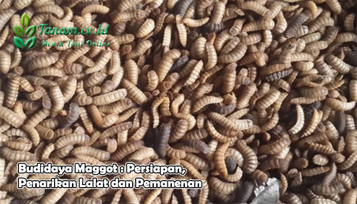 Budidaya Maggot : Persiapan, Penarikan Lalat dan Pemanenan