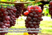 Cara Menanam Anggur : Media Tanam, Bibit, Pemeliharaan, Penyiraman Dan Pemanenan