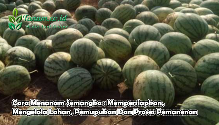 Cara Menanam Semangka : Mempersiapkan, Mengelola Lahan, Pemupukan Dan Proses Pemanenan