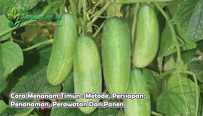 Cara Menanam Timun : Metode, Persiapan, Penanaman, Perawatan Dan Panen