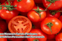 Cara Menanam Tomat : Persiapan, Pembibitan Perawatan Dan Pemanenan