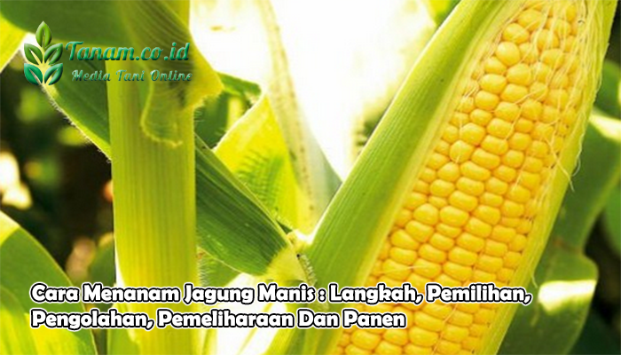 Cara Menanam Jagung Manis Langkah Pemilihan Pengolahan 