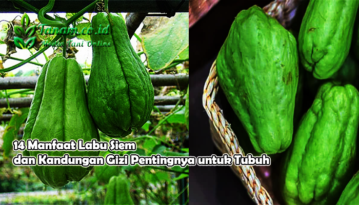 14 Manfaat Labu Siem dan Kandungan Gizi Pentingnya untuk Tubuh