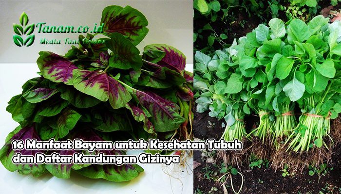 16 Manfaat Bayam untuk Kesehatan Tubuh dan Daftar Kandungan Gizinya