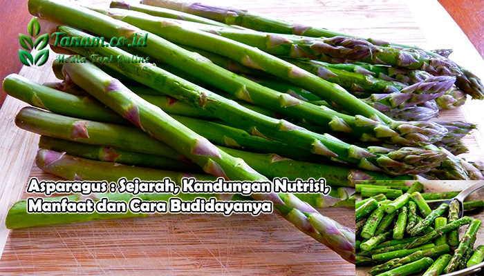 Asparagus : Sejarah, Kandungan Nutrisi, Manfaat dan Cara Budidayanya