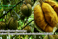 Budidaya Durian Montong : Panduan Tanam Cepat Berbuah dan Lebat (Sukses)