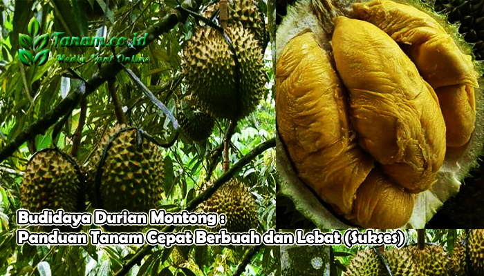 Budidaya Durian Montong : Panduan Tanam Cepat Berbuah dan Lebat (Sukses)