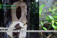 Budidaya Gaharu dan Peluang Wangi Bisnis Menjanjikannya(Panduan Sukses)