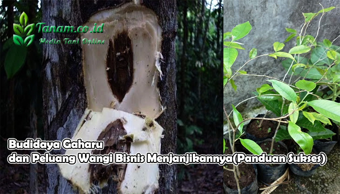 Budidaya Gaharu dan Peluang Wangi Bisnis Menjanjikannya 