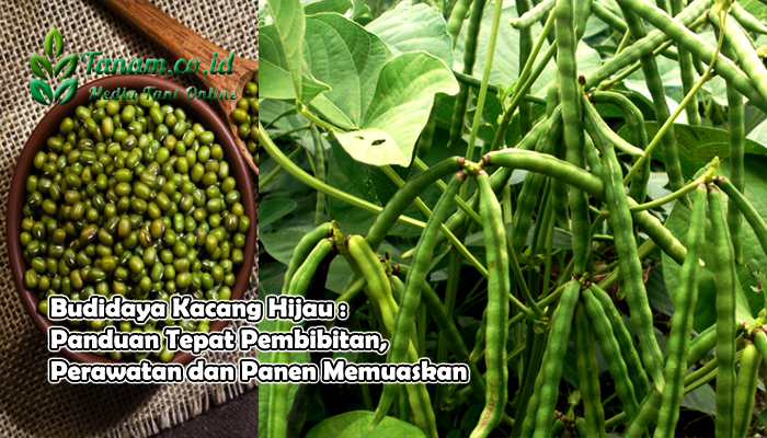 Budidaya Kacang Hijau : Panduan Tepat Pembibitan, Perawatan dan Panen Memuaskan