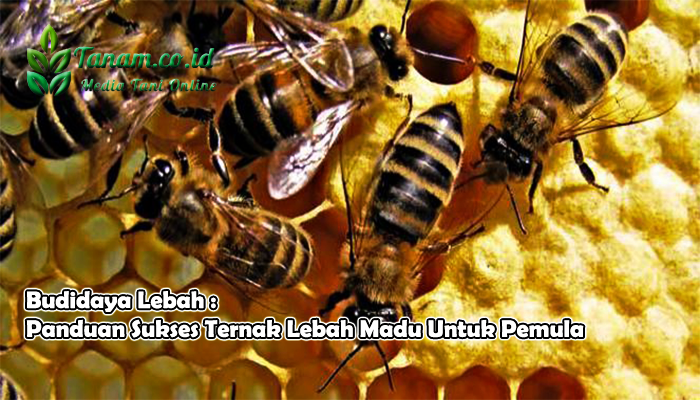 Budidaya Lebah : Panduan Sukses Ternak Lebah Madu Untuk Pemula