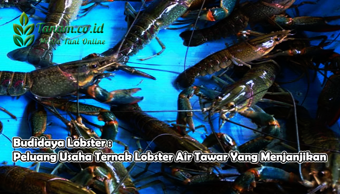 Budidaya Lobster : Peluang Usaha Ternak Lobster Air Tawar Yang Menjanjikan