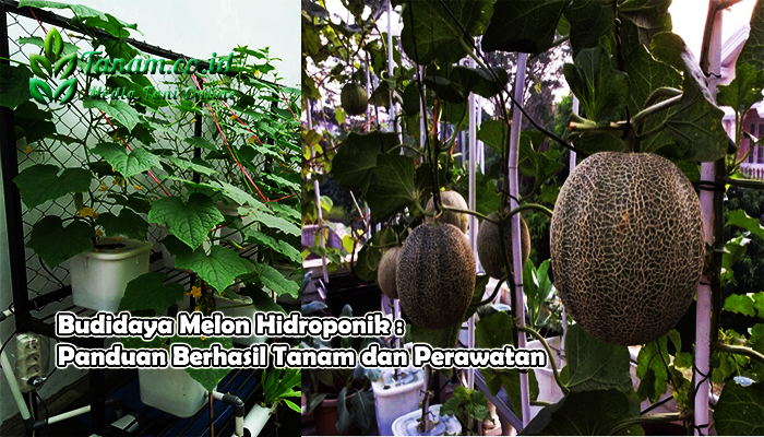 Budidaya Melon Hidroponik : Panduan Berhasil Tanam dan Perawatan