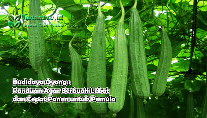 Budidaya Oyong : Panduan Agar Berbuah Lebat dan Cepat Panen untuk Pemula