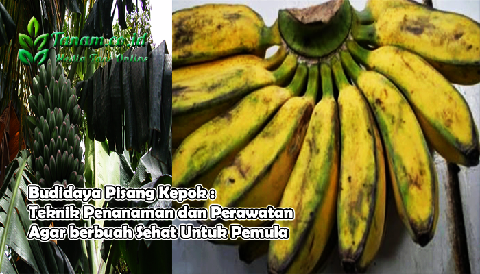  Budidaya Pisang Kepok  Teknik Penanaman dan Perawatan 