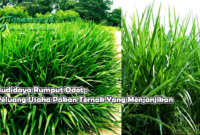 Budidaya Rumput Odot : Peluang Usaha Pakan Ternak Yang Menjanjikan