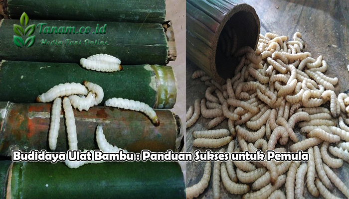 Budidaya Ulat Bambu : Panduan Sukses untuk Pemula