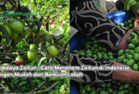 Budidaya Zaitun : Cara Menanam Zaitun di Indonesia dengan Mudah dan Berbuat Lebat