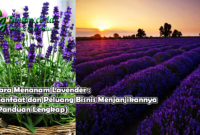 Cara Menanam Lavender : Manfaat dan Peluang Bisnis Menjanjikannya(Panduan Lengkap)
