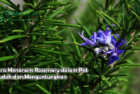 Cara Menanam Rosemary dalam Pot Mudah dan Menguntungkan