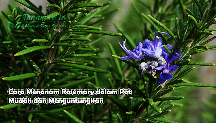 Cara Menanam Rosemary dalam Pot Mudah dan Menguntungkan