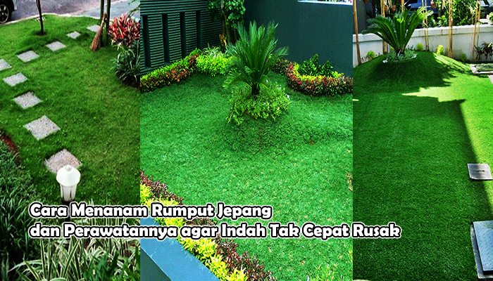  Cara  Menanam  Rumput  Jepang dan Perawatannya agar Indah Tak 