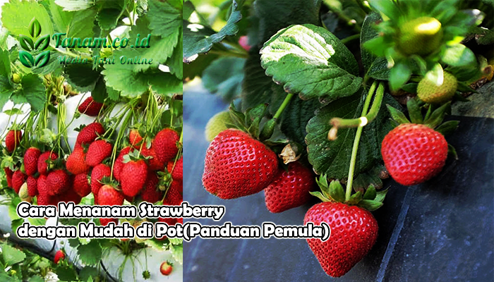 Cara Menanam Strawberry dengan Mudah di Pot(Panduan Pemula)