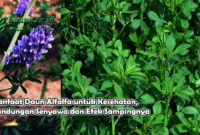 Manfaat Daun Alfalfa untuk Kesehatan, Kandungan Senyawa dan Efek Sampingnya