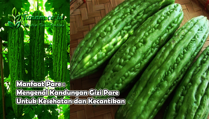 Manfaat Pare : Mengenal Kandungan Gizi Pare Untuk Kesehatan dan Kecantikan