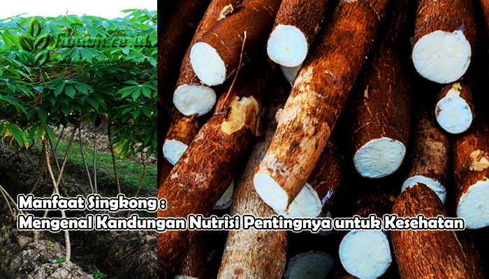 Manfaat Singkong  Mengenal Kandungan Nutrisi Pentingnya 