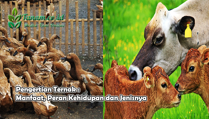Pengertian Ternak : Manfaat, Peran Kehidupan dan Jenisnya