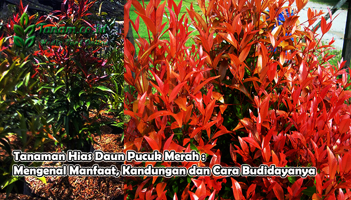 Tanaman Hias Daun Pucuk Merah : Mengenal Manfaat, Kandungan dan