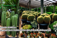 Tanaman Kaktus : Mengenal Jenis Kaktus Hias dan Cara Budidayanya