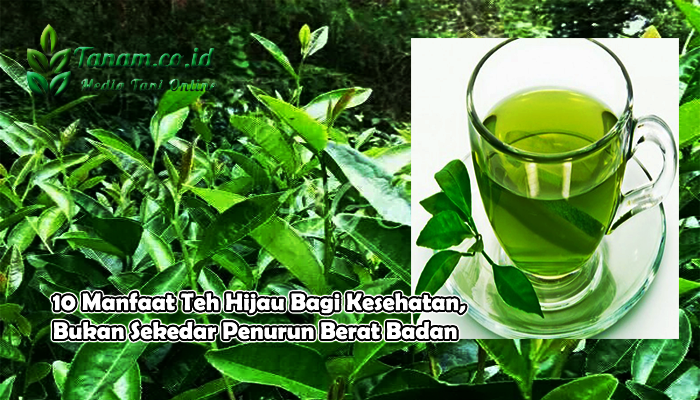 10 Manfaat Teh Hijau Bagi Kesehatan, Bukan Sekedar Penurun Berat Badan