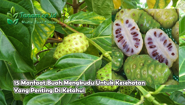 15 Manfaat Buah Mengkudu Untuk Kesehatan Yang Penting Di Ketahui