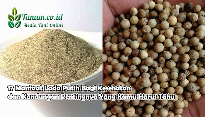17 Manfaat Lada Putih Bagi Kesehatan dan Kandungan Pentingnya Yang Kamu Harus Tahu
