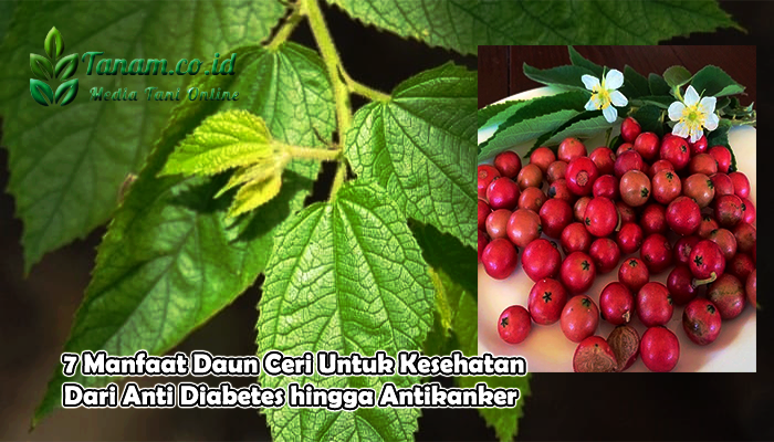 7 Manfaat Daun Ceri Untuk Kesehatan Dari Anti Diabetes hingga Antikanker