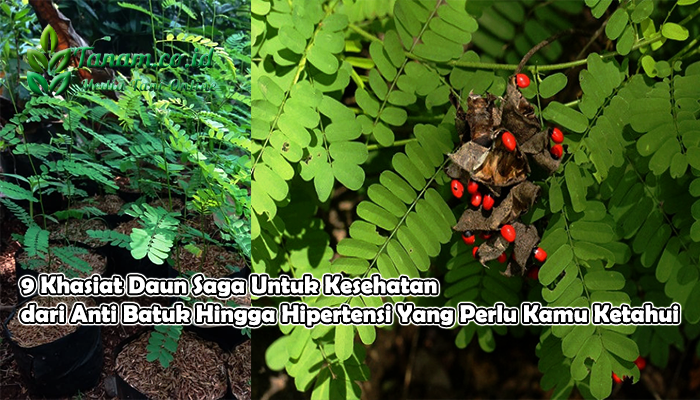 9 Khasiat Daun Saga Untuk Kesehatan dari Anti Batuk Hingga Hipertensi Yang Perlu Kamu Ketahui