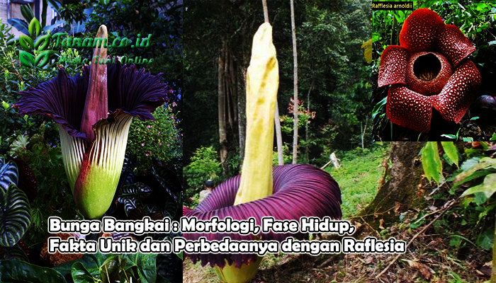 Bunga Bangkai : Morfologi, Fase Hidup, Fakta Unik dan Perbedaanya dengan Raflesia