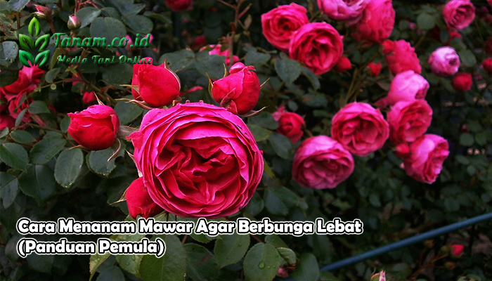 Cara Menanam Mawar Agar Berbunga Lebat (Panduan Pemula)