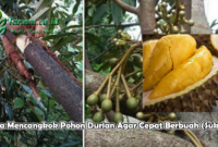 Cara Mencangkok Pohon Durian Agar Cepat Berbuah (Sukses)